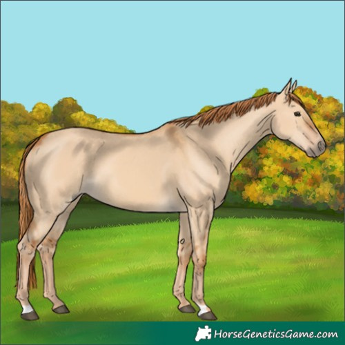 Horse Color:Red Dun 