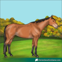 Horse Color:Bay Rabicano