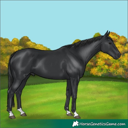 Horse Color:Black 