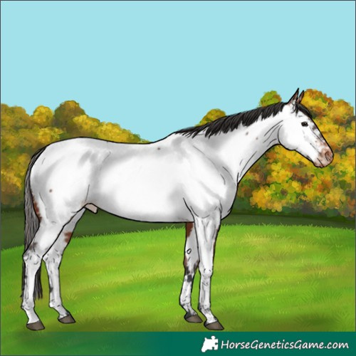 Horse Color:Bay Appaloosa 
