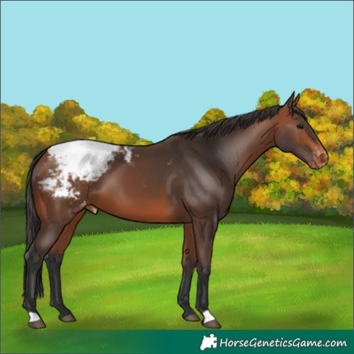 Horse Color:Bay Appaloosa 