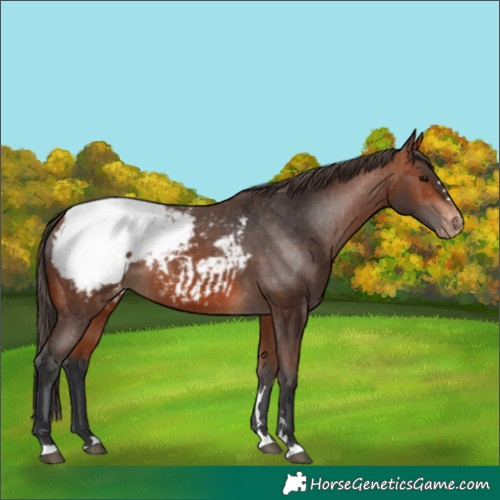 Horse Color:Bay Appaloosa 