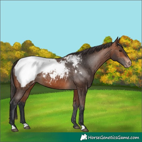 Horse Color:Bay Appaloosa 