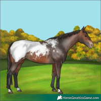 Horse Color:Bay Snowcap 