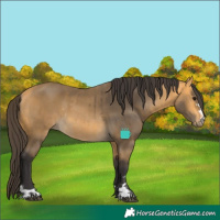 Horse Color:Buckskin and Buckskin Rabicano