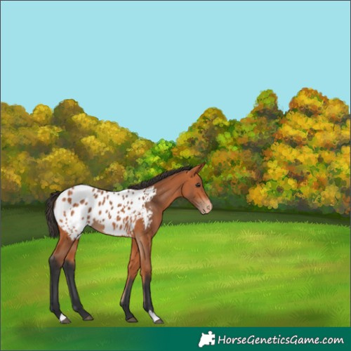 Horse Color:Bay Appaloosa