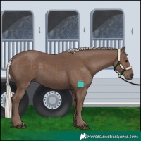 Horse Color:Silver Black