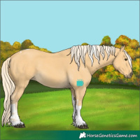 Horse Color:Palomino Tobiano Rabicano  and Palomino Tobiano Rabicano 