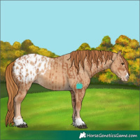 Horse Color:Chestnut Blanket  and Red Dun Blanket 