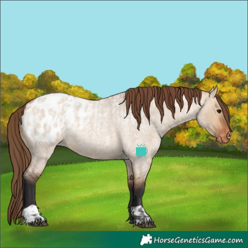 Horse Color:Bay Roan Dun Appaloosa  and Bay Roan Dun Appaloosa 