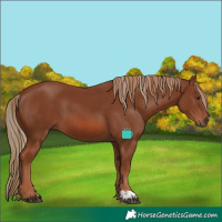 Horse Color:Chestnut  and Chestnut 