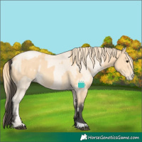 Horse Color:Buckskin  and Buckskin Pearl 