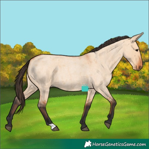 Horse Color:Bay Roan Dun