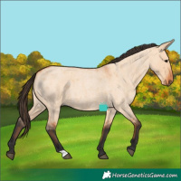 Horse Color:Bay Roan Dun