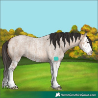 Horse Color:Bay Roan Dun Splash  and Bay Roan Dun Splash 