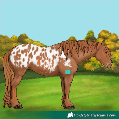 Horse Color:Chestnut Appaloosa 