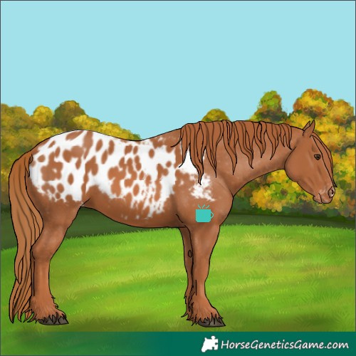 Horse Color:Chestnut Appaloosa