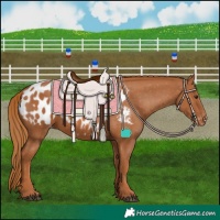 Horse Color:Chestnut Blanket 