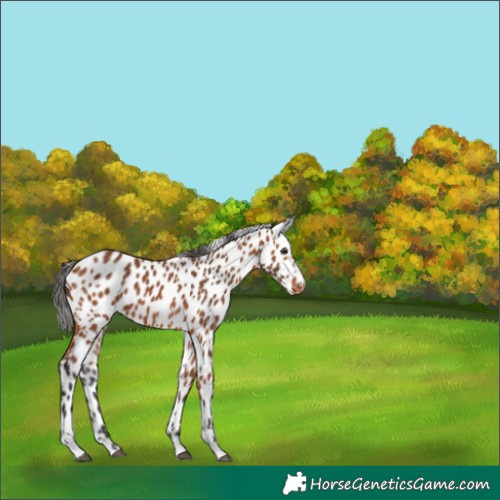 Horse Color:Bay Leopard 