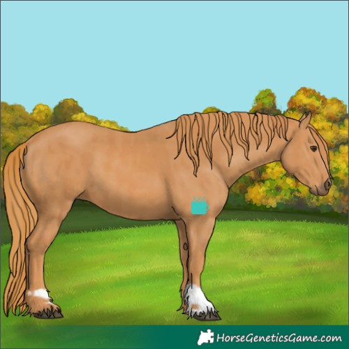 Horse Color:Chestnut and Chestnut