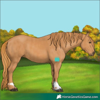 Horse Color:Chestnut and Chestnut