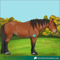 Horse Color:Bay and Bay
