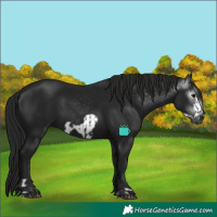 Horse Color:Gray Black  and Gray Black Frame 