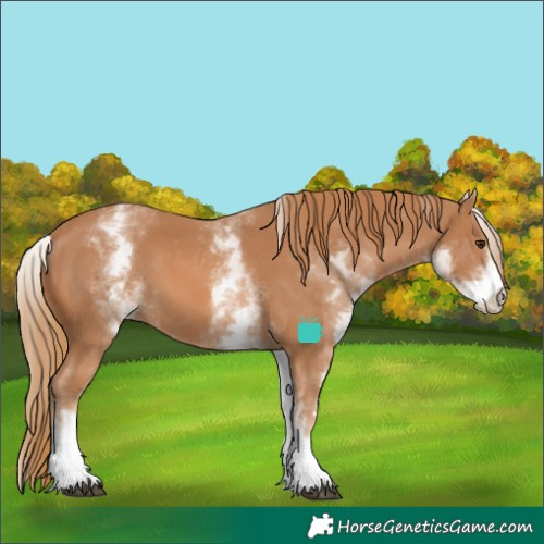 Horse Color:White Spotted Chestnut 