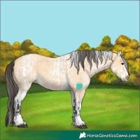 Horse Color:Buckskin and White Spotted Buckskin