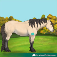 Horse Color:Buckskin