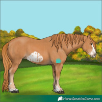 Horse Color:Chestnut and Chestnut Frame