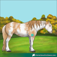 Horse Color:White Spotted Chestnut 