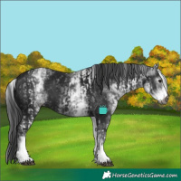 Horse Color:Gray White Spotted Black  and Gray White Spotted Black 