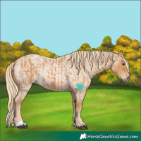 Horse Color:Chestnut  and Red Roan 