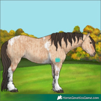 Horse Color:Bay Dun Tobiano and Bay Dun Tobiano Rabicano