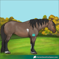 Horse Color:Brown Dun Tobiano 