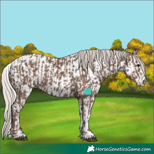 Horse Color:Silver Black  and Silver Black Appaloosa 
