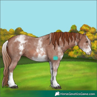 Horse Color:White Spotted Chestnut Sabino 