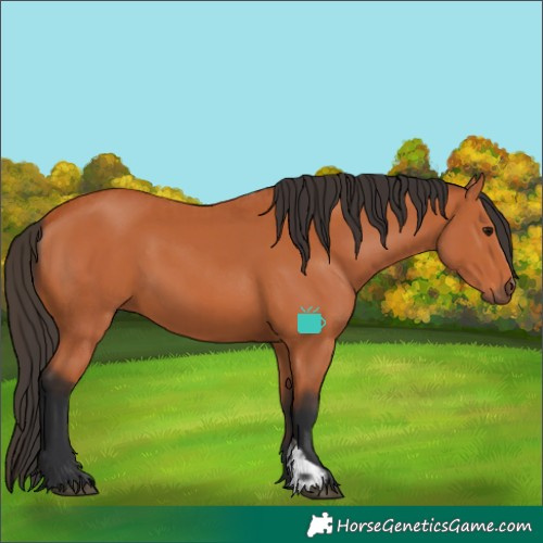 Horse Color:Bay  and Bay 