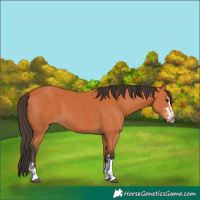 Horse Color:Bay  and Bay 