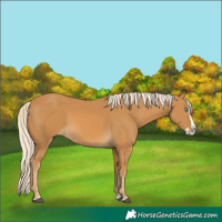 Horse Color:Palomino Splash