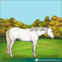 Horse Color:Perlino Roan Dun  and Perlino Roan Dun 