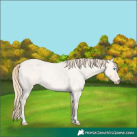 Horse Color:Perlino Roan Dun  and Perlino Roan Dun 