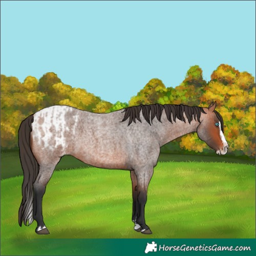 Horse Color:Bay Roan Splash  and Bay Roan Splash Appaloosa 
