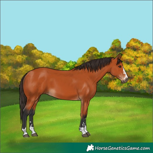 Horse Color:Bay 