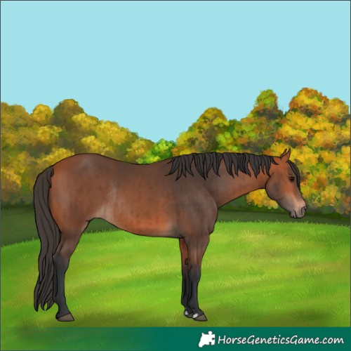 Horse Color:Bay Rabicano  and Bay Rabicano 