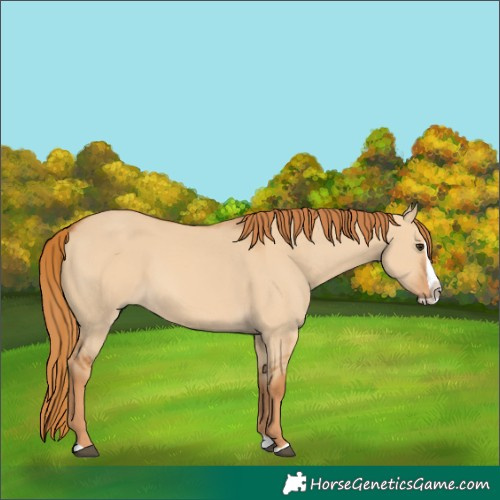 Horse Color:Red Dun Splash