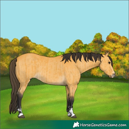 Horse Color:Buckskin and Buckskin