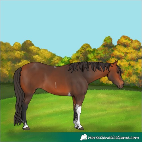 Horse Color:Bay Tobiano and Bay Tobiano