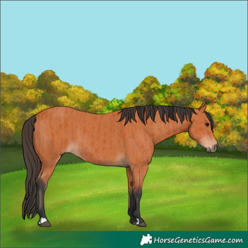 Horse Color:Bay and Bay